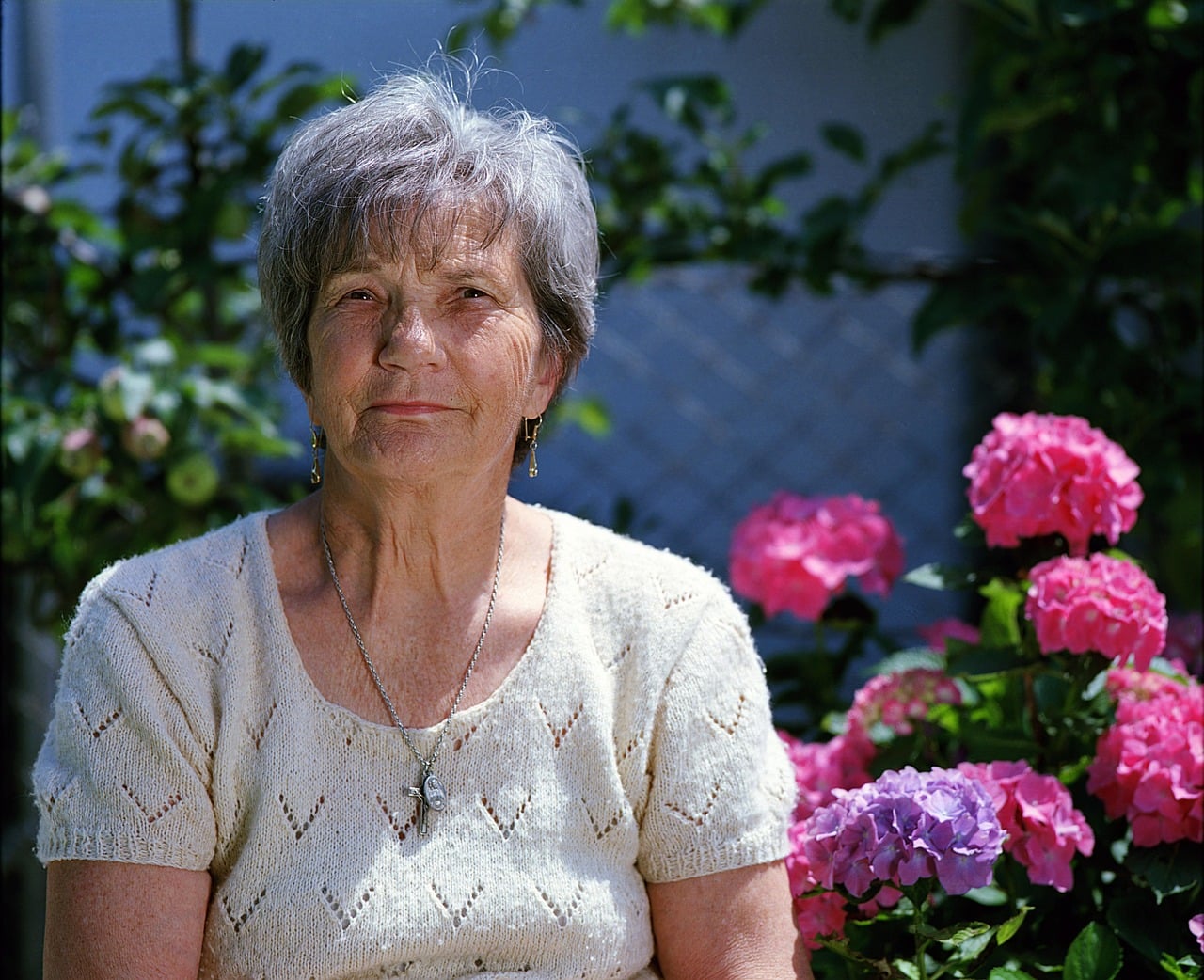 Elderly woman sitting by colorful hydrangea flowers.